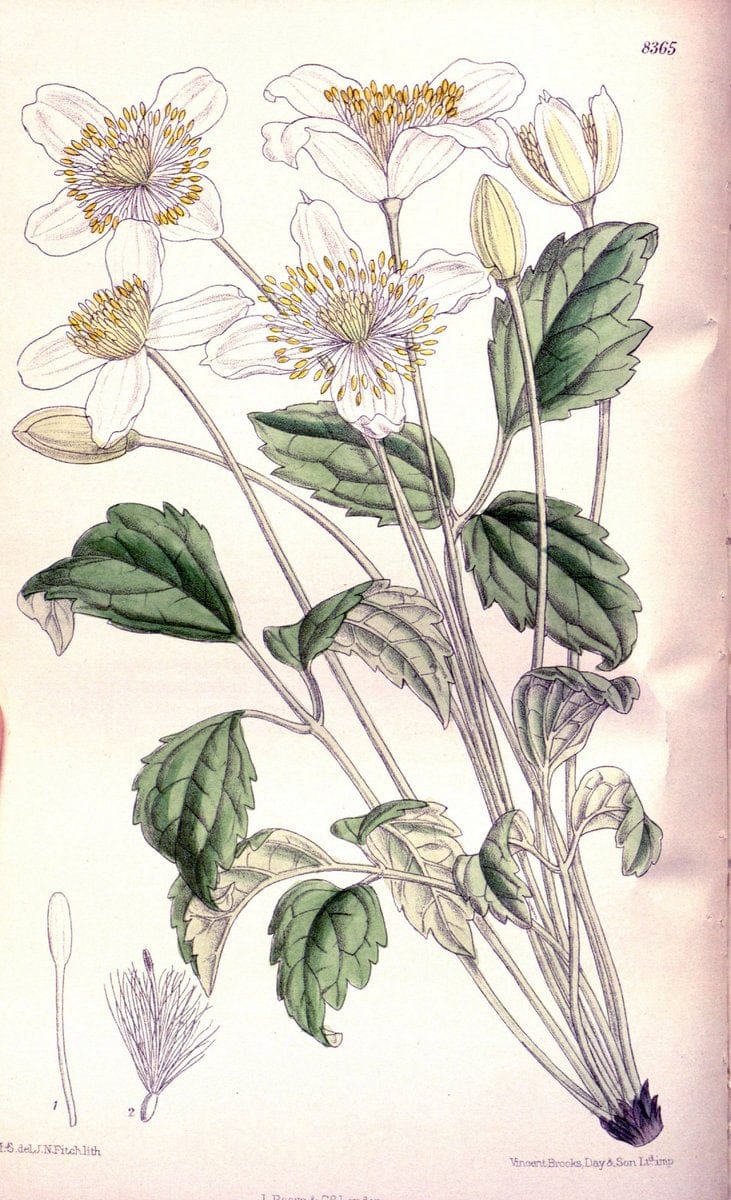 Curtis's botanical magazine. London ; New York [etc.] :Academic Press [etc.]. | "Botanical illustration" Botany Periodicals "Pictorial works" "Plants, Ornamental"  | Vintage Print Reproduction 457224