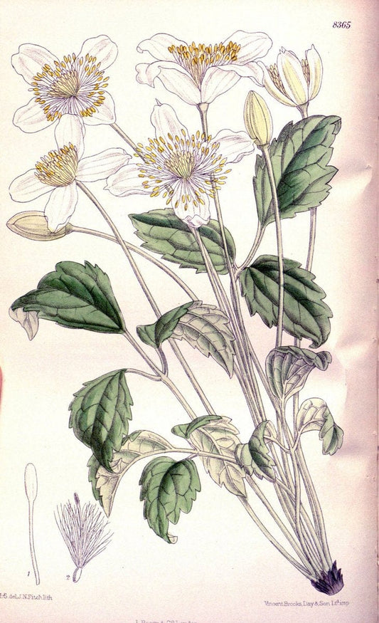 Curtis's botanical magazine. London ; New York [etc.] :Academic Press [etc.]. | "Botanical illustration" Botany Periodicals "Pictorial works" "Plants, Ornamental"  | Vintage Print Reproduction 457224