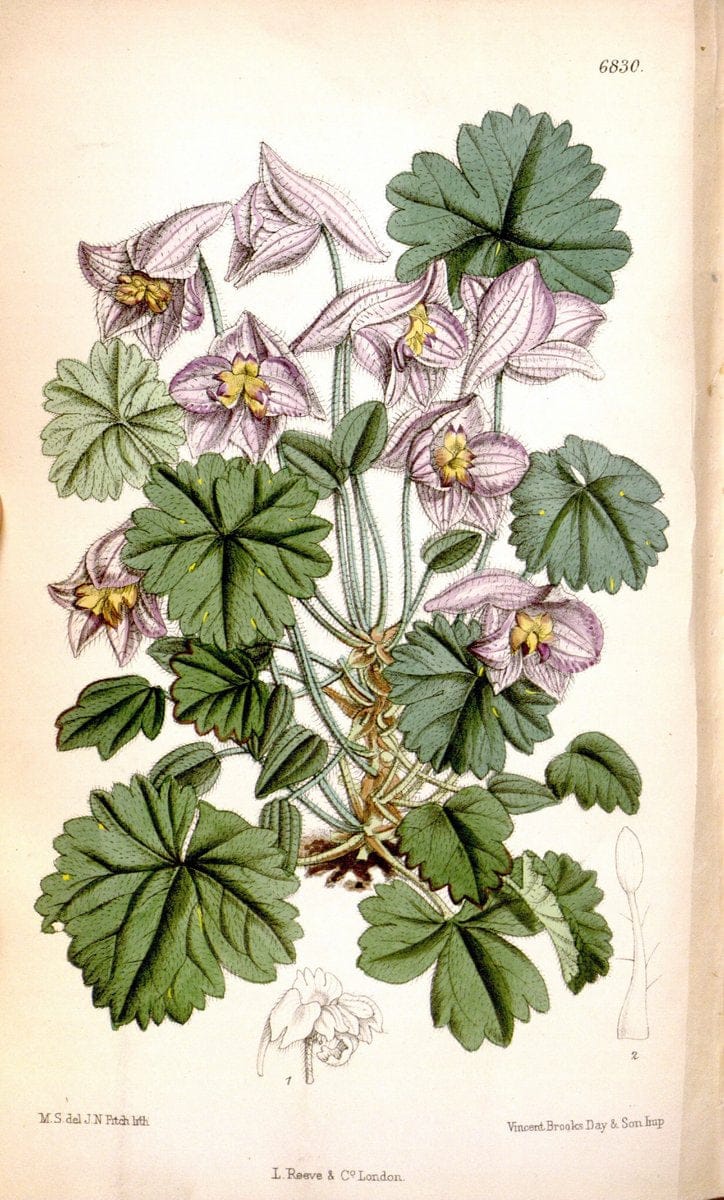 Curtis's botanical magazine. London ; New York [etc.] :Academic Press [etc.]. | "Botanical illustration" Botany Periodicals "Pictorial works" "Plants, Ornamental"  | Vintage Print Reproduction 457226