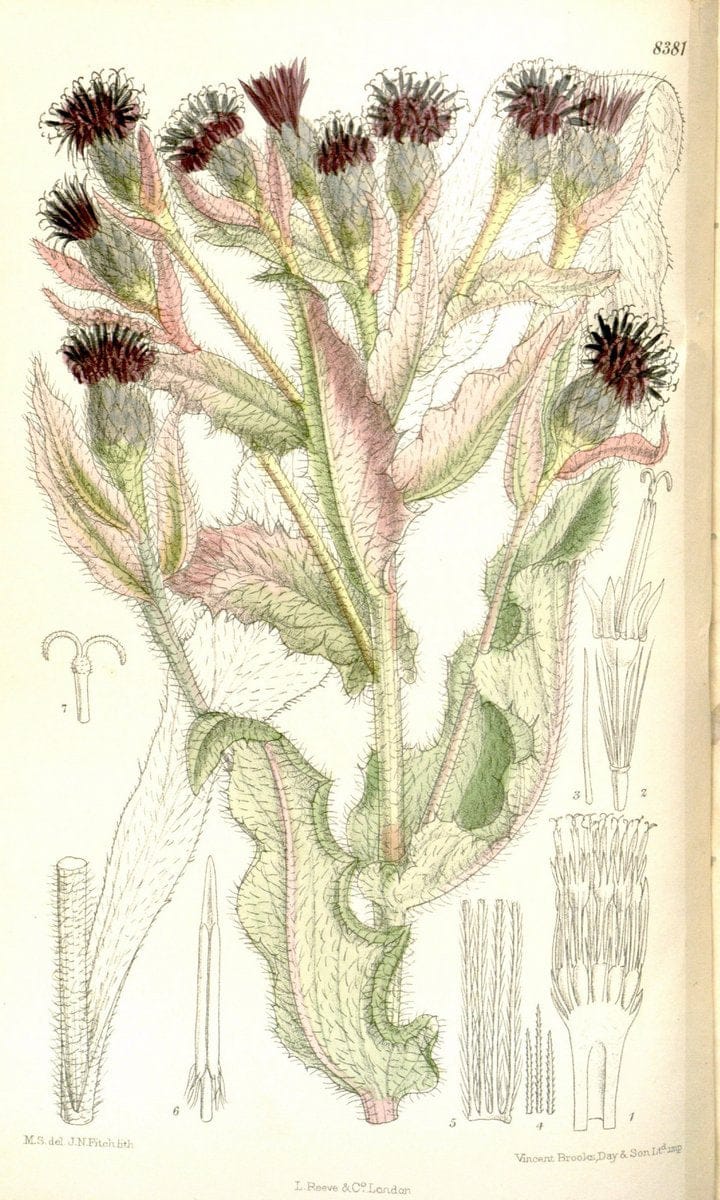 Curtis's botanical magazine. London ; New York [etc.] :Academic Press [etc.]. | "Botanical illustration" Botany Periodicals "Pictorial works" "Plants, Ornamental"  | Vintage Print Reproduction 457227