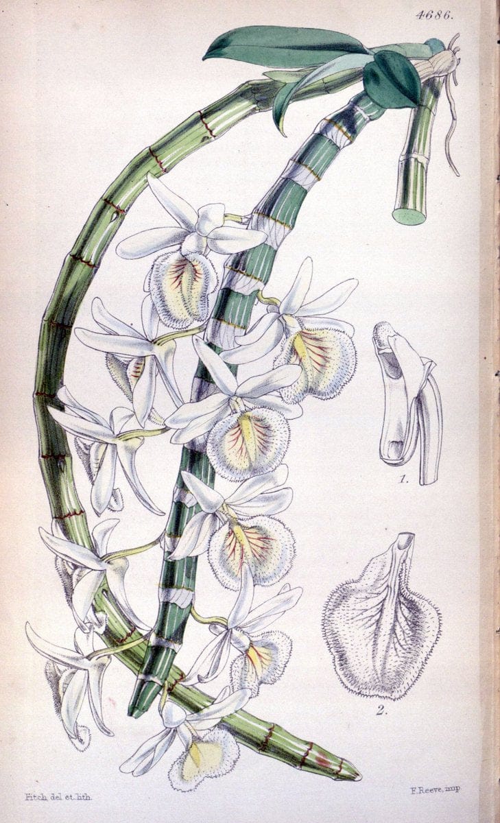 Curtis's botanical magazine. London ; New York [etc.] :Academic Press [etc.]. | "Botanical illustration" Botany Periodicals "Pictorial works" "Plants, Ornamental"  | Vintage Print Reproduction 457228