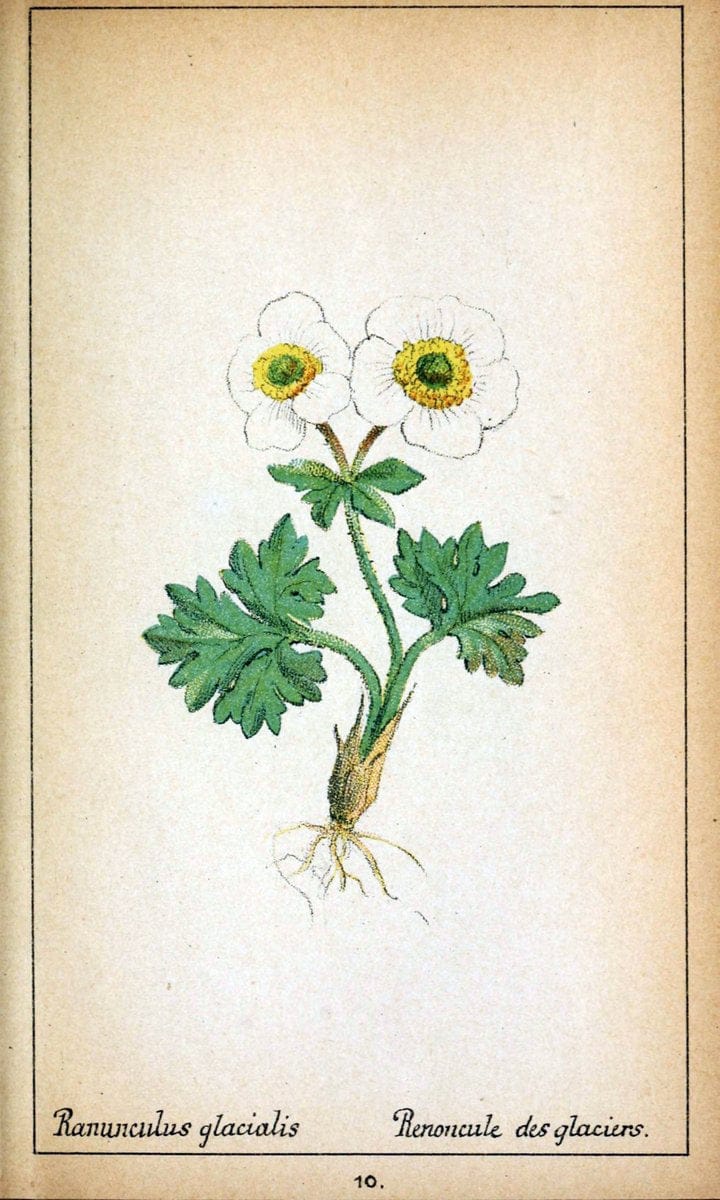 Choix de plantes de l'Europe centrale et particuliÃ¨rement de la Suisse et de la SavoieGe | Europe Central "Pictorial works" Plants "Savoy (France and Italy)" Switzerland  | Vintage Reproduction 457229