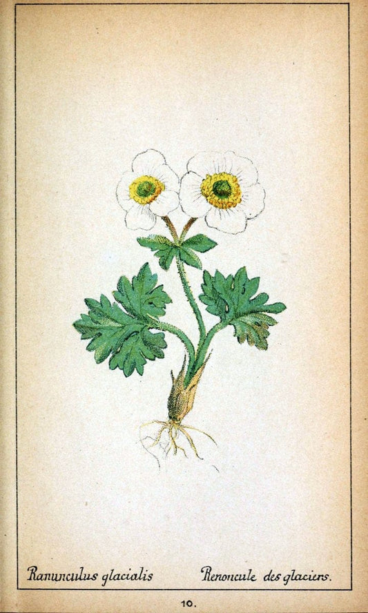 Choix de plantes de l'Europe centrale et particuliÃ¨rement de la Suisse et de la SavoieGe | Europe Central "Pictorial works" Plants "Savoy (France and Italy)" Switzerland  | Vintage Reproduction 457229