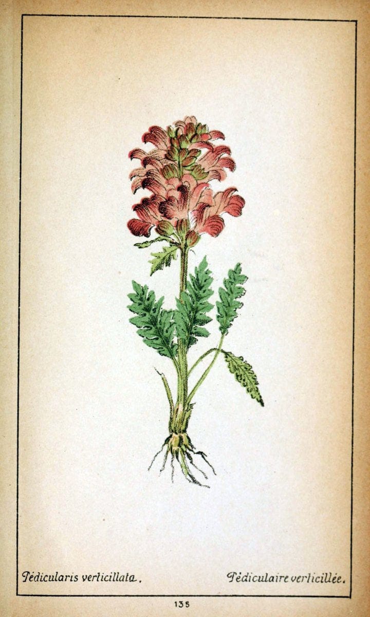 Choix de plantes de l'Europe centrale et particuliÃ¨rement de la Suisse et de la SavoieGe | Europe Central "Pictorial works" Plants "Savoy (France and Italy)" Switzerland  | Vintage Reproduction 457230