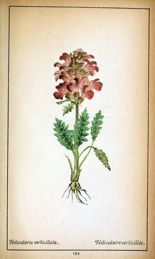 Choix de plantes de l'Europe centrale et particuliÃ¨rement de la Suisse et de la SavoieGe | Europe Central "Pictorial works" Plants "Savoy (France and Italy)" Switzerland  | Vintage Reproduction 457230