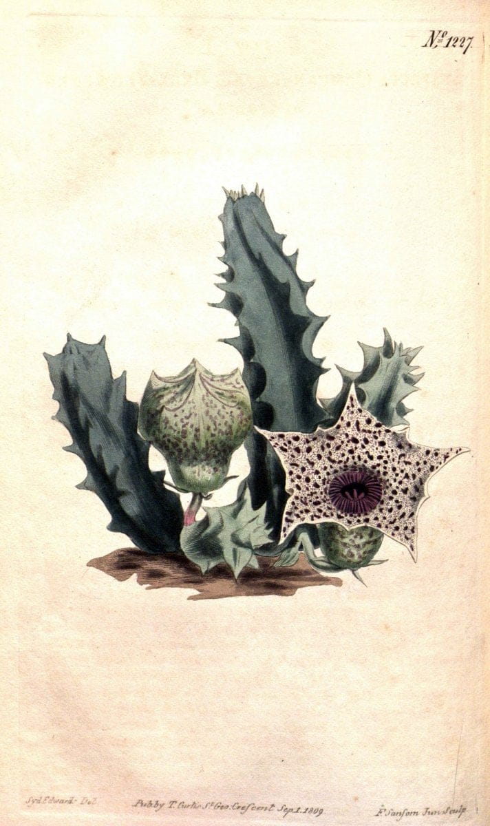 Curtis's botanical magazine. London ; New York [etc.] :Academic Press [etc.]. | "Botanical illustration" Botany Periodicals "Pictorial works" "Plants, Ornamental"  | Vintage Print Reproduction 457231