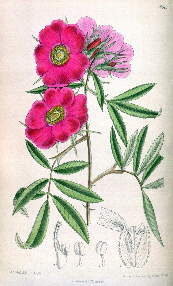 Curtis's botanical magazine. London ; New York [etc.] :Academic Press [etc.]. | "Botanical illustration" Botany Periodicals "Pictorial works" "Plants, Ornamental"  | Vintage Print Reproduction 457232