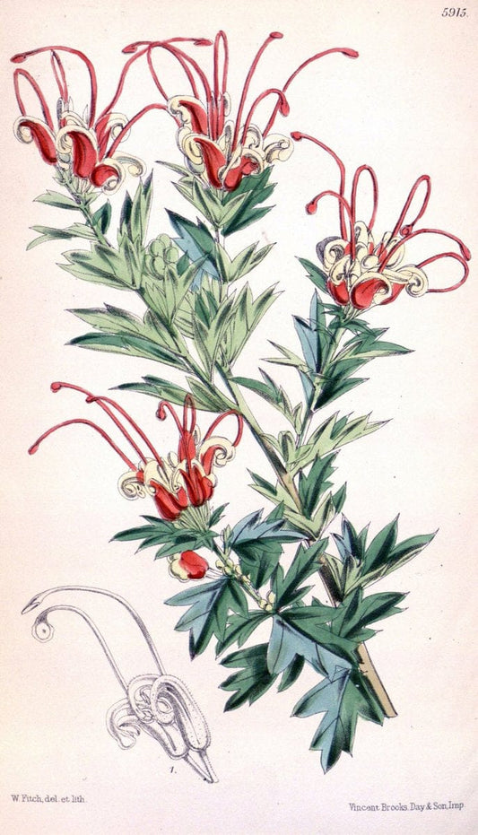 Curtis's botanical magazine. London ;New York [etc.] :Academic Press [etc.]. | Botany Periodicals "Pictorial works"  | Vintage Print Reproduction 457234