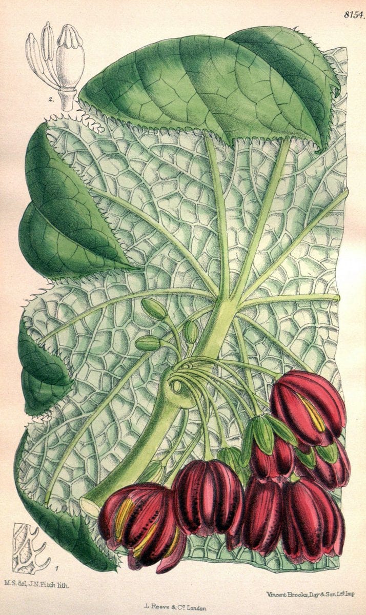 Curtis's botanical magazine. London ;New York [etc.] :Academic Press [etc.]. | Botany Periodicals "Pictorial works"  | Vintage Print Reproduction 457235