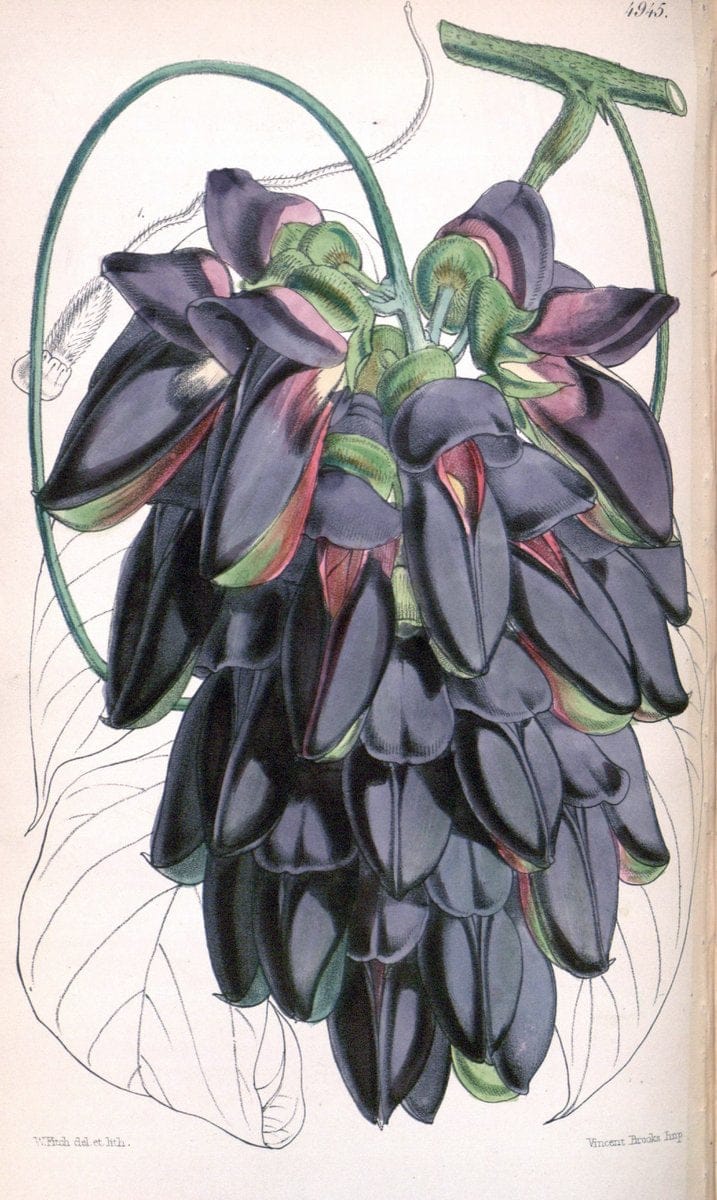 Curtis's botanical magazine. London ;New York [etc.] :Academic Press [etc.]. | Botany Periodicals "Pictorial works"  | Vintage Print Reproduction 457236