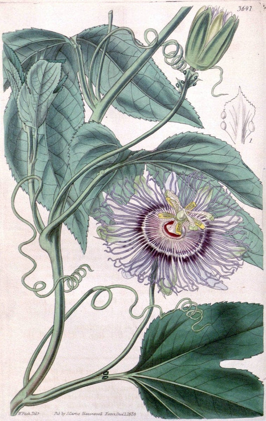 Curtis's botanical magazine. London ;New York [etc.] :Academic Press [etc.]. | Botany Periodicals "Pictorial works"  | Vintage Print Reproduction 457237