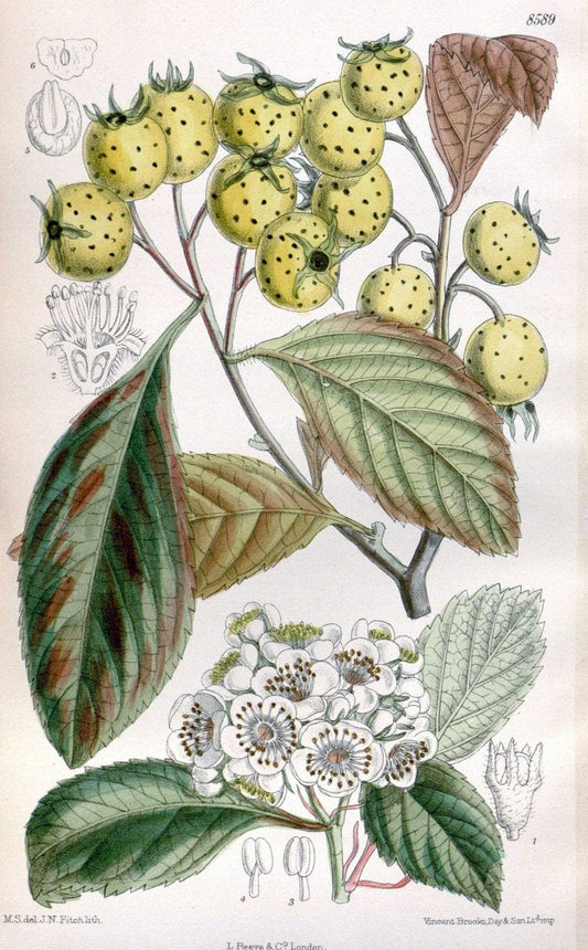 Curtis's botanical magazine. London ; New York [etc.] :Academic Press [etc.]. | "Botanical illustration" Botany Periodicals "Pictorial works" "Plants, Ornamental"  | Vintage Print Reproduction 457238