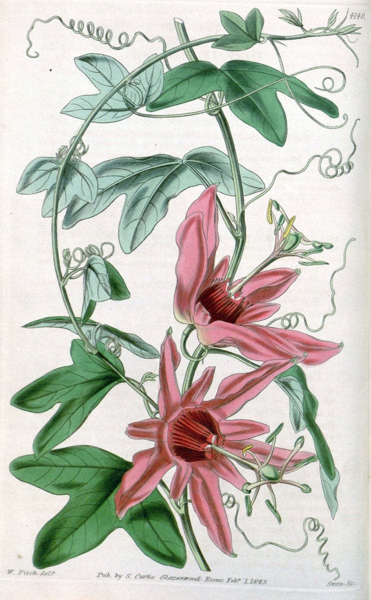 Curtis's botanical magazine. London ; New York [etc.] :Academic Press [etc.]. | "Botanical illustration" Botany Periodicals "Pictorial works" "Plants, Ornamental"  | Vintage Print Reproduction 457239