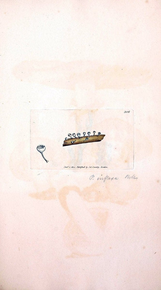 Coloured figures of English fungi or mushrooms. London,Printed by J. Davis,1797-[1809]. | England Mushrooms  | Vintage Print Reproduction 457240