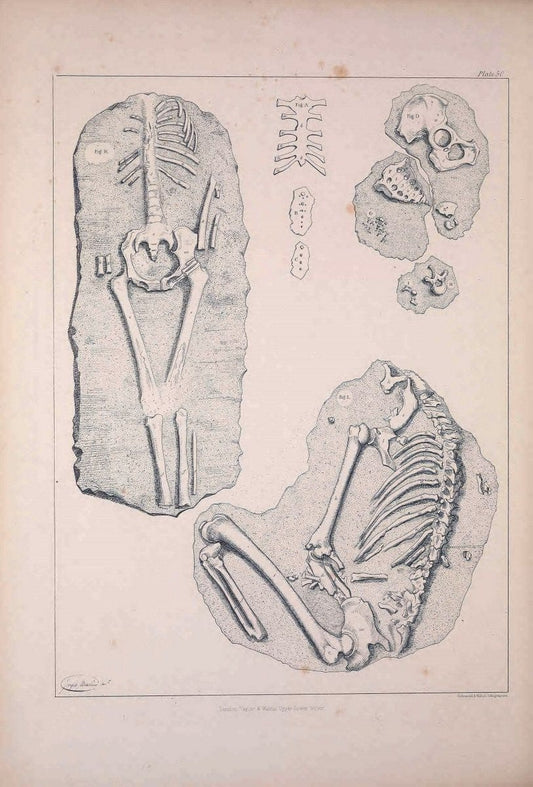 Comparative osteology:.London,Taylor and Walton,1847.  | Bones | Vintage Print Reproduction 457241