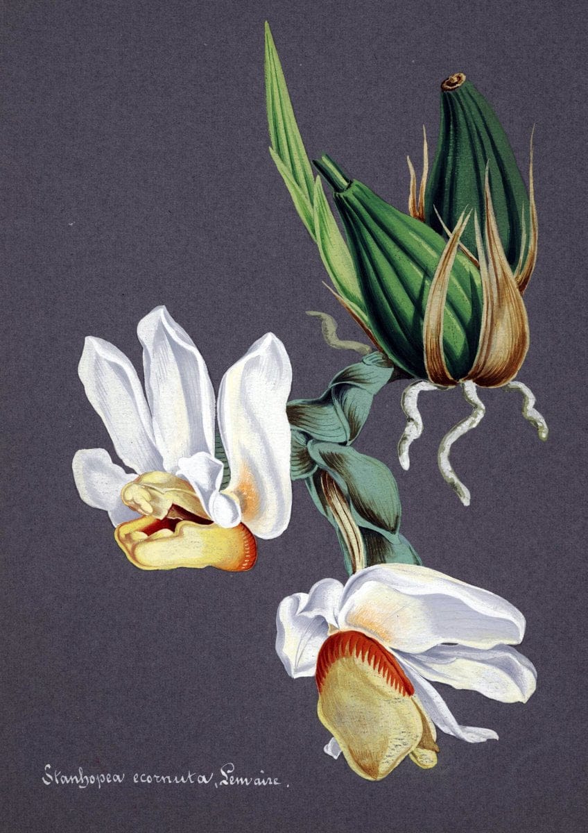 Collection d'orchideÃŒÂes.[S.l. :s.n.,18--]. | "Botanical illustration" Orchidaceae "Orchidaceae in art" "Pictorial works"  | Vintage Print Reproduction 457242