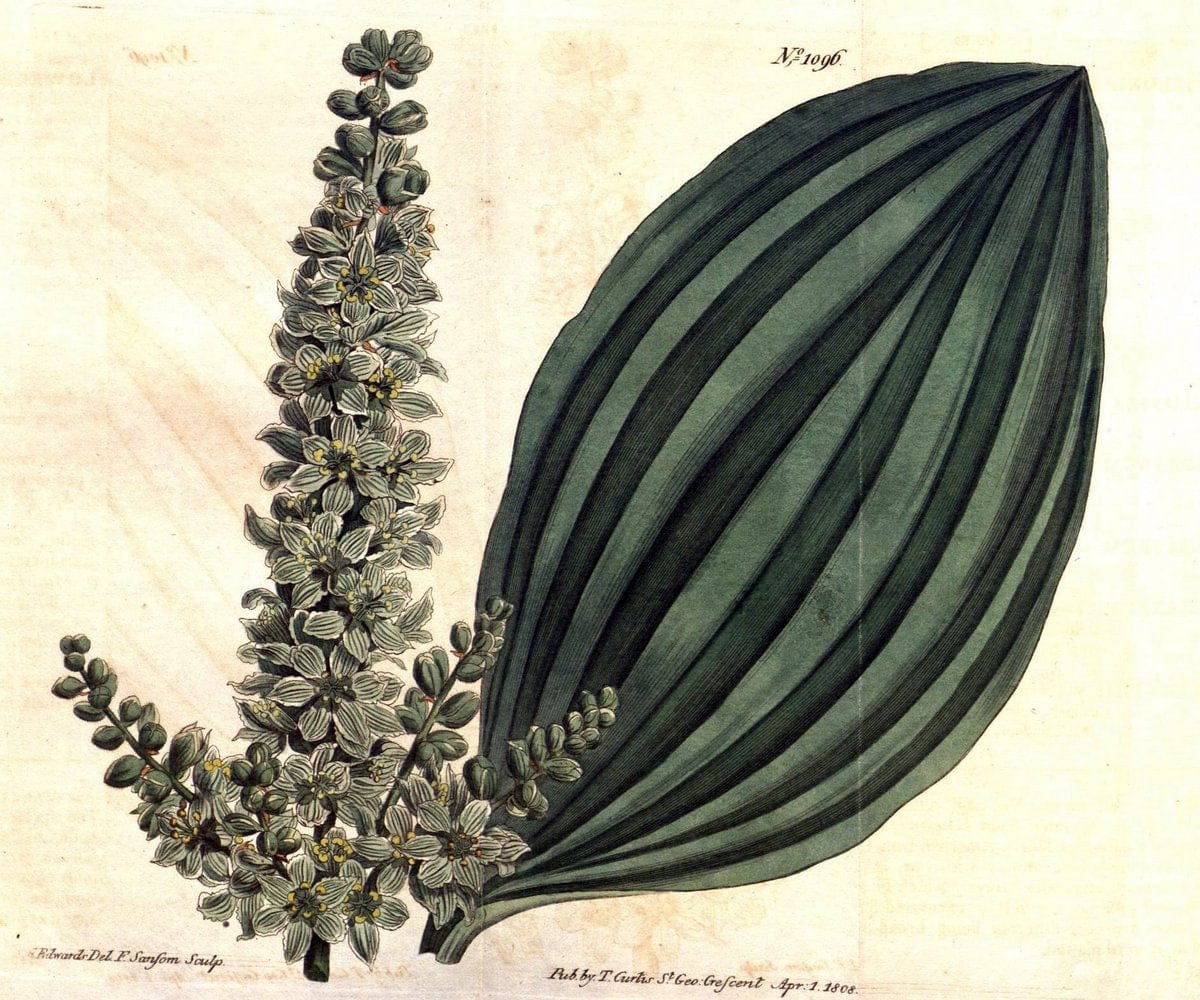 Curtis's botanical magazine. London ; New York [etc.] :Academic Press [etc.]. | "Botanical illustration" Botany Periodicals "Pictorial works" "Plants, Ornamental"  | Vintage Print Reproduction 457243