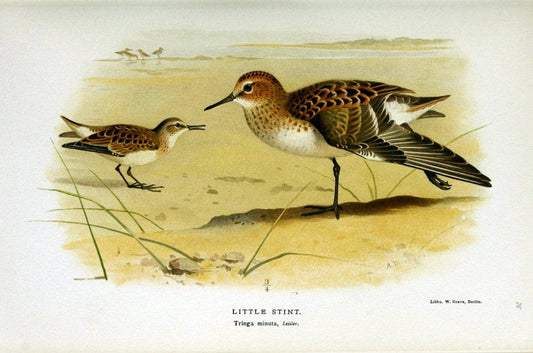 Coloured figures of the birds of the British Islands / issued by Lord Lilford. London :R | Birds "Great Britain" "Pictorial works"  | Vintage Print Reproduction 457244