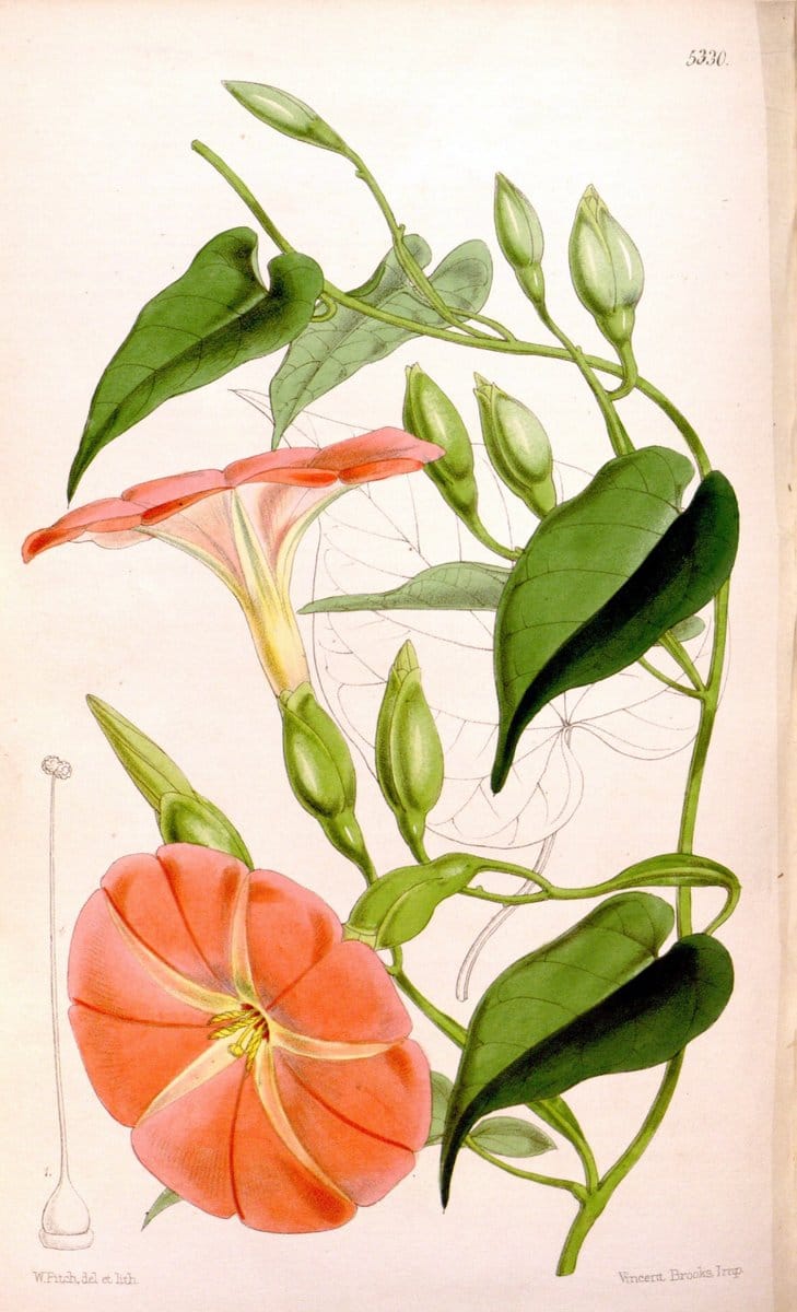 Curtis's botanical magazine. London ; New York [etc.] :Academic Press [etc.]. | "Botanical illustration" Botany Periodicals "Pictorial works" "Plants, Ornamental"  | Vintage Print Reproduction 457245