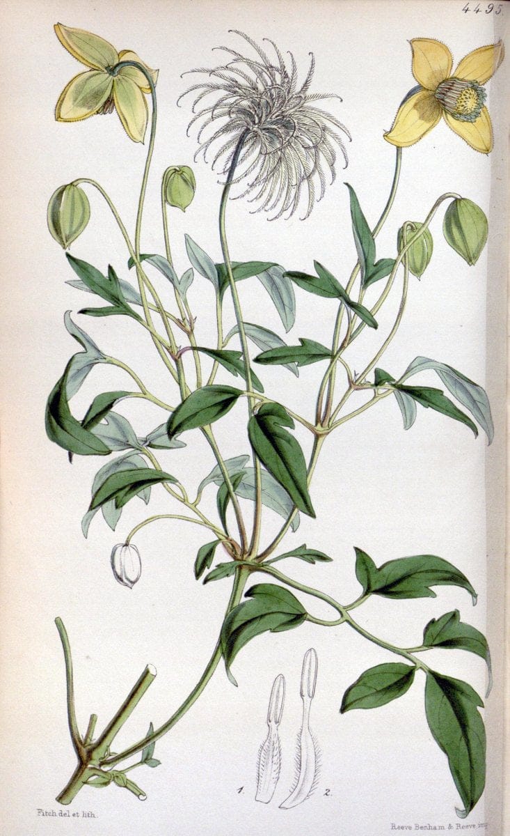 Curtis's botanical magazine. London ;New York [etc.] :Academic Press [etc.]. | Botany Periodicals "Pictorial works"  | Vintage Print Reproduction 457246