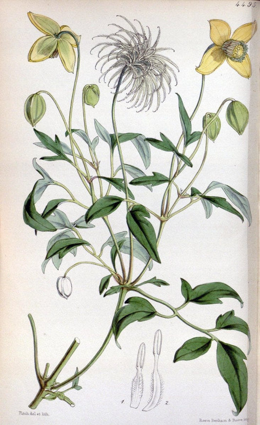 Curtis's botanical magazine. London ;New York [etc.] :Academic Press [etc.]. | Botany Periodicals "Pictorial works"  | Vintage Print Reproduction 457246