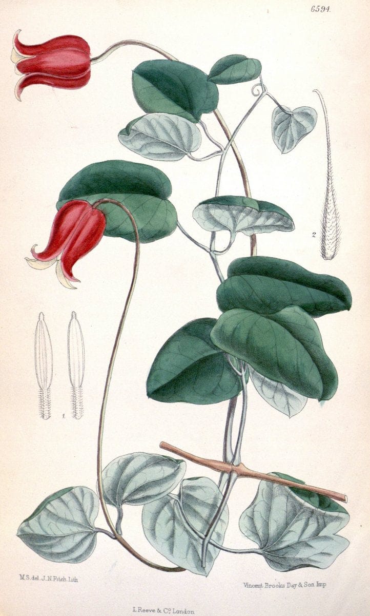 Curtis's botanical magazine. London ; New York [etc.] :Academic Press [etc.]. | "Botanical illustration" Botany Periodicals "Pictorial works" "Plants, Ornamental"  | Vintage Print Reproduction 457247