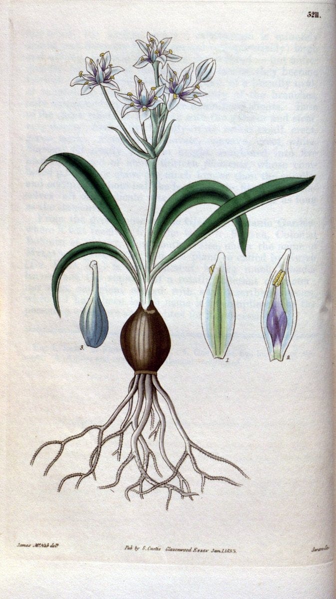 Curtis's botanical magazine. London ; New York [etc.] :Academic Press [etc.]. | "Botanical illustration" Botany Periodicals "Pictorial works" "Plants, Ornamental"  | Vintage Print Reproduction 457248