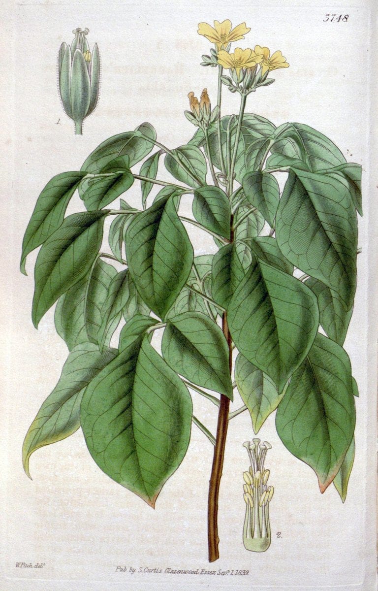 Curtis's botanical magazine..London ;New York [etc.] :Academic Press [etc.]. |  | Vintage Print Reproduction 457249