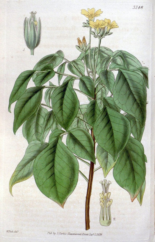 Curtis's botanical magazine..London ;New York [etc.] :Academic Press [etc.]. |  | Vintage Print Reproduction 457249