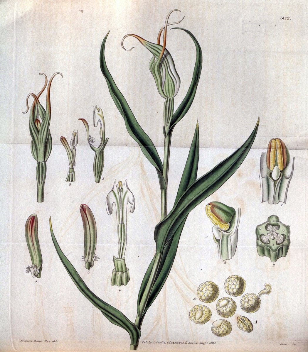 Curtis's botanical magazine. London ; New York [etc.] :Academic Press [etc.]. | "Botanical illustration" Botany Periodicals "Pictorial works" "Plants, Ornamental"  | Vintage Print Reproduction 457250