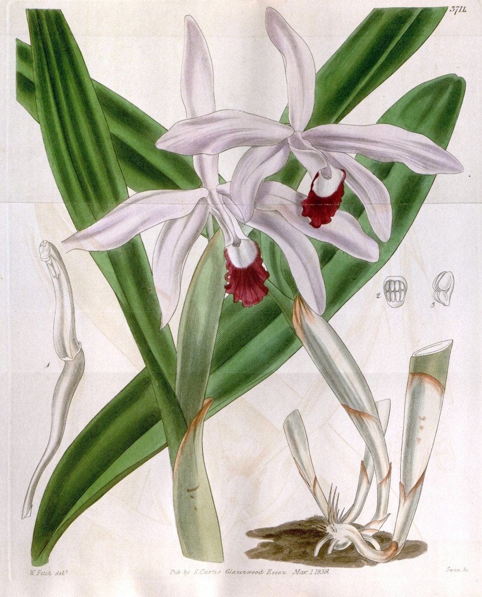 Curtis's botanical magazine..London ;New York [etc.] :Academic Press [etc.]. |  | Vintage Print Reproduction 457251