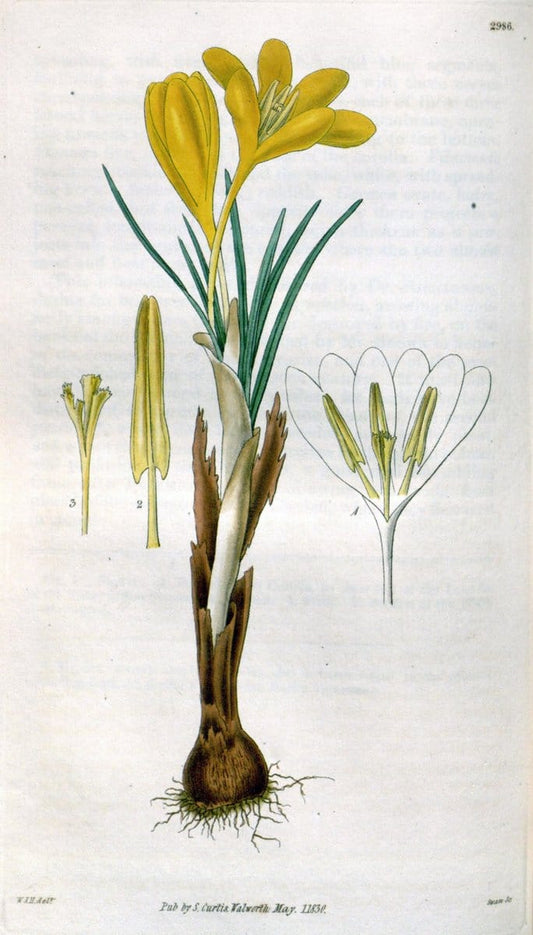 Curtis's botanical magazine. London ;New York [etc.] :Academic Press [etc.]. | Botany Periodicals "Pictorial works"  | Vintage Print Reproduction 457252
