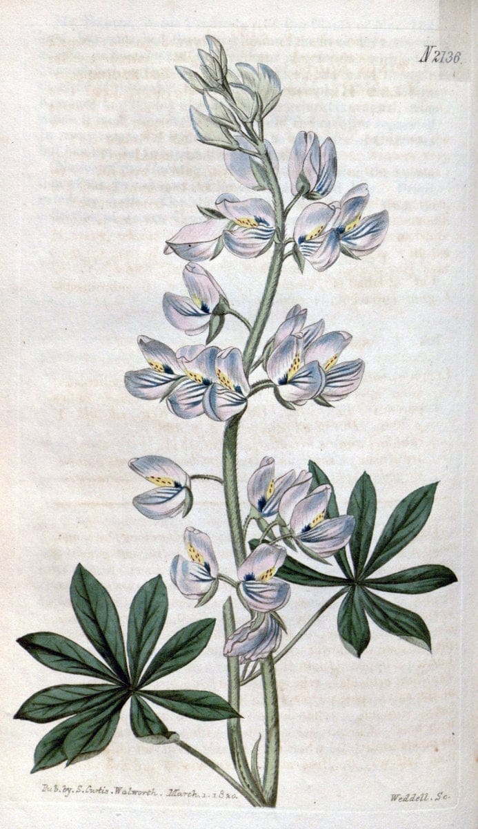 Curtis's botanical magazine. London ; New York [etc.] :Academic Press [etc.]. | "Botanical illustration" Botany Periodicals "Pictorial works" "Plants, Ornamental"  | Vintage Print Reproduction 457253