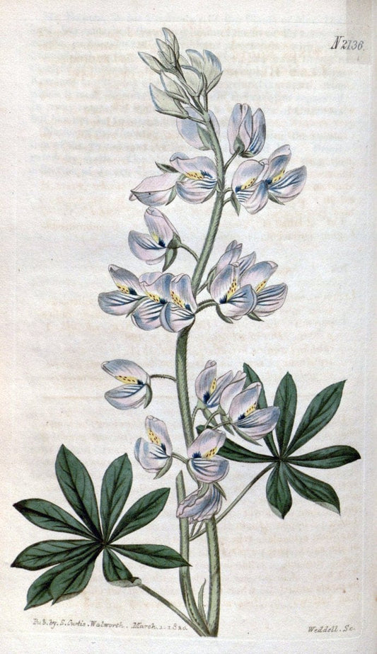 Curtis's botanical magazine. London ; New York [etc.] :Academic Press [etc.]. | "Botanical illustration" Botany Periodicals "Pictorial works" "Plants, Ornamental"  | Vintage Print Reproduction 457253