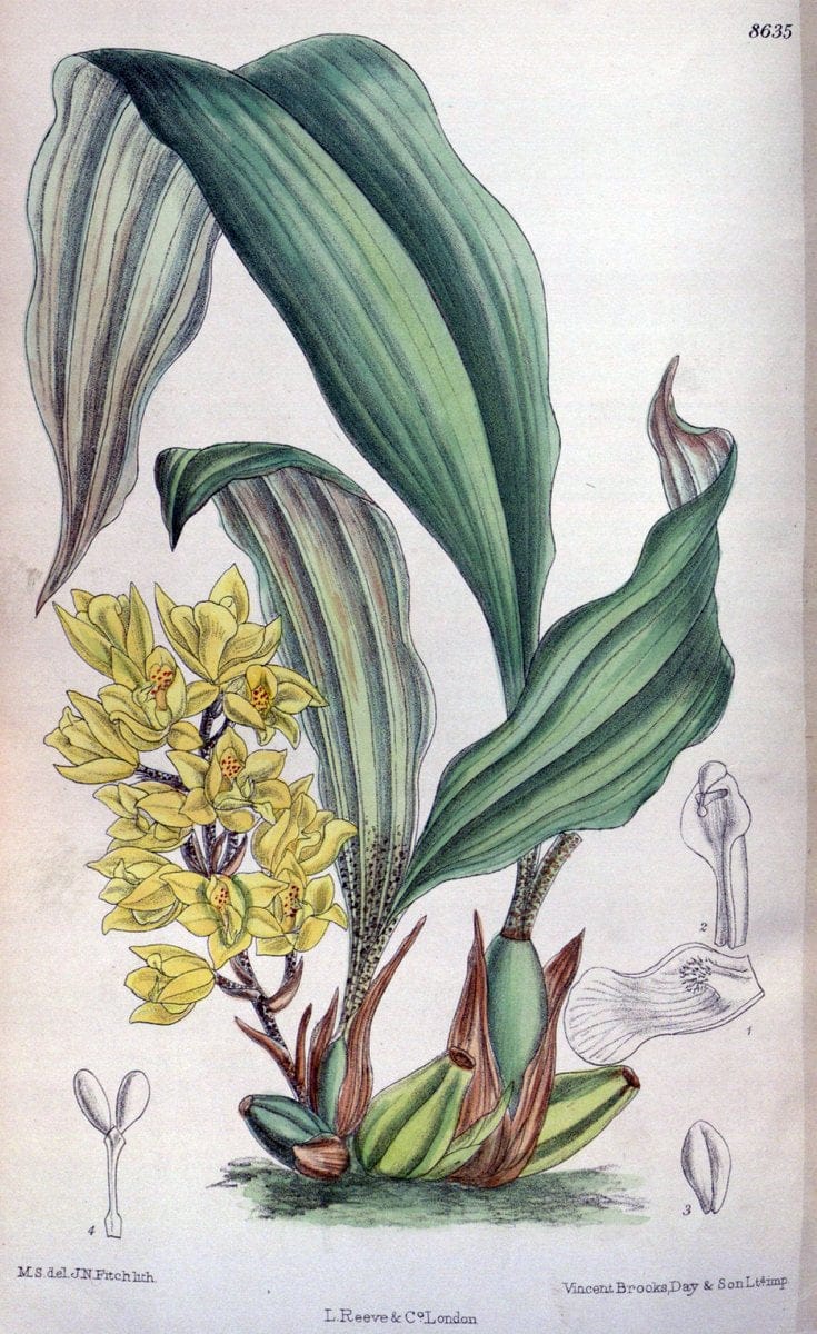 Curtis's botanical magazine. London ; New York [etc.] :Academic Press [etc.]. | "Botanical illustration" Botany Periodicals "Pictorial works" "Plants, Ornamental"  | Vintage Print Reproduction 457254