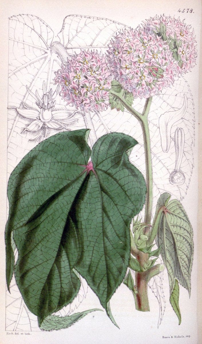 Curtis's botanical magazine. London ; New York [etc.] :Academic Press [etc.]. | "Botanical illustration" Botany Periodicals "Pictorial works" "Plants, Ornamental"  | Vintage Print Reproduction 457255