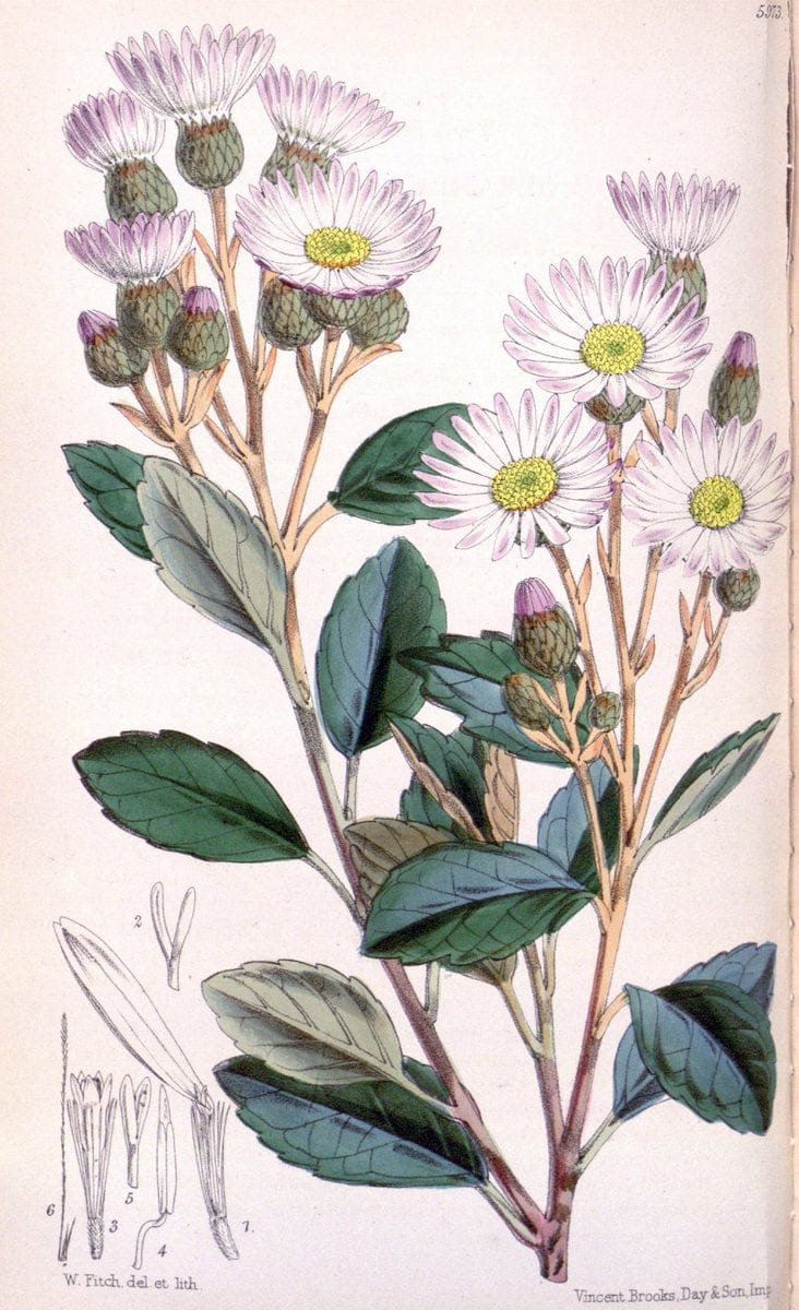 Curtis's botanical magazine. London ; New York [etc.] :Academic Press [etc.]. | "Botanical illustration" Botany Periodicals "Pictorial works" "Plants, Ornamental"  | Vintage Print Reproduction 457256