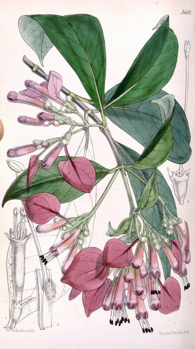 Curtis's botanical magazine. London ; New York [etc.] :Academic Press [etc.]. | "Botanical illustration" Botany Periodicals "Pictorial works" "Plants, Ornamental"  | Vintage Print Reproduction 457257