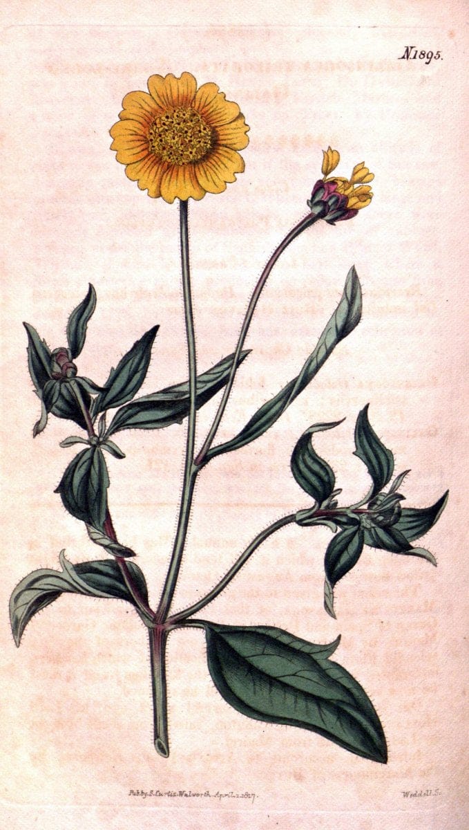 Curtis's botanical magazine. London ; New York [etc.] :Academic Press [etc.]. | "Botanical illustration" Botany Periodicals "Pictorial works" "Plants, Ornamental"  | Vintage Print Reproduction 457258