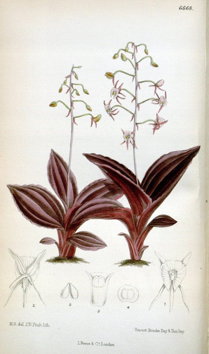 Curtis's botanical magazine. London ; New York [etc.] :Academic Press [etc.]. | "Botanical illustration" Botany Periodicals "Pictorial works" "Plants, Ornamental"  | Vintage Print Reproduction 457259