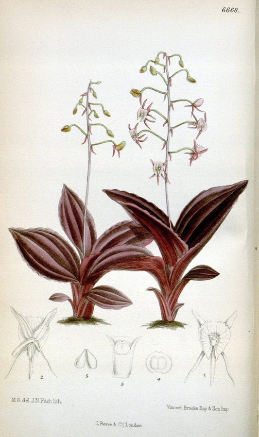 Curtis's botanical magazine. London ; New York [etc.] :Academic Press [etc.]. | "Botanical illustration" Botany Periodicals "Pictorial works" "Plants, Ornamental"  | Vintage Print Reproduction 457259