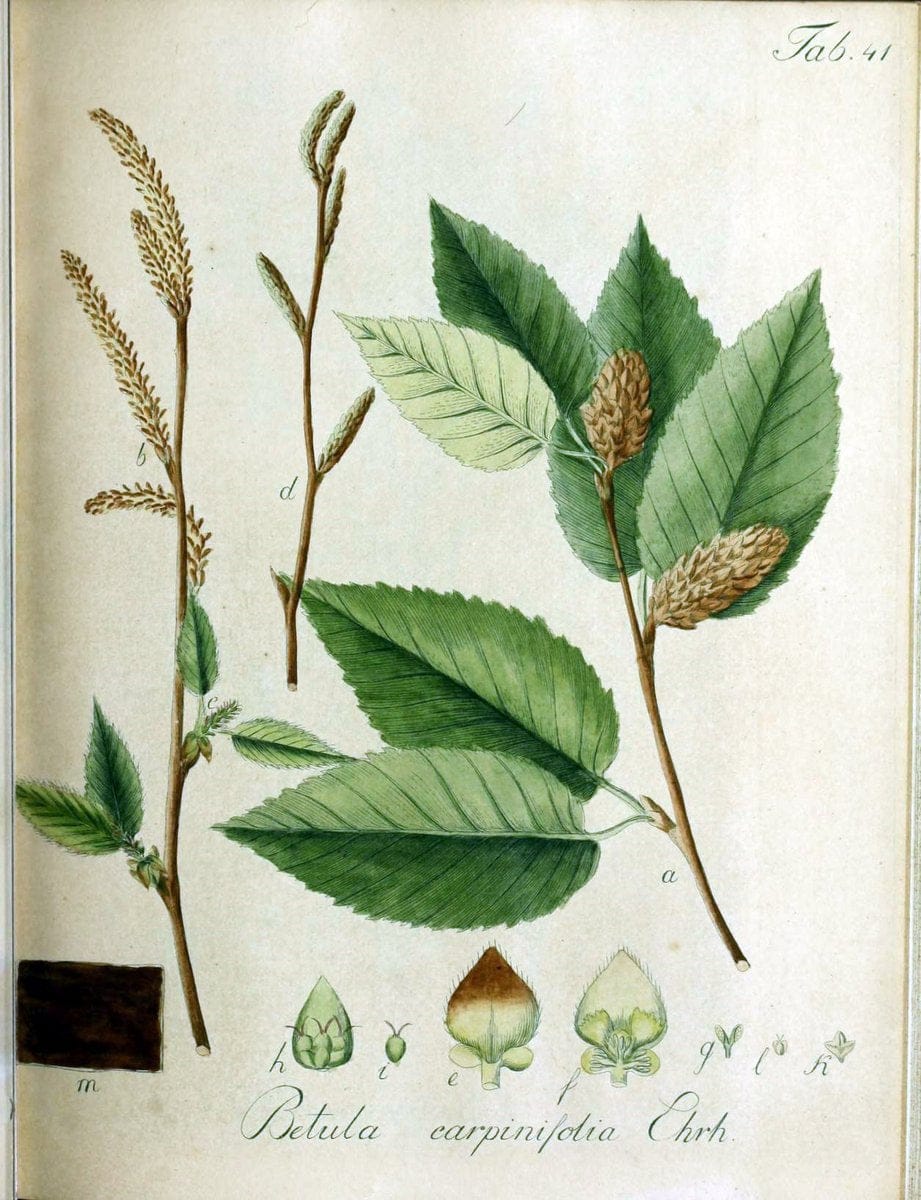 Collectio plantarum tam exoticarum, quam indigenarum, cum delineatione, descriptione cul | Botany | Vintage Print Reproduction 457260