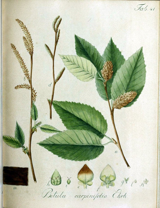 Collectio plantarum tam exoticarum, quam indigenarum, cum delineatione, descriptione cul | Botany | Vintage Print Reproduction 457260