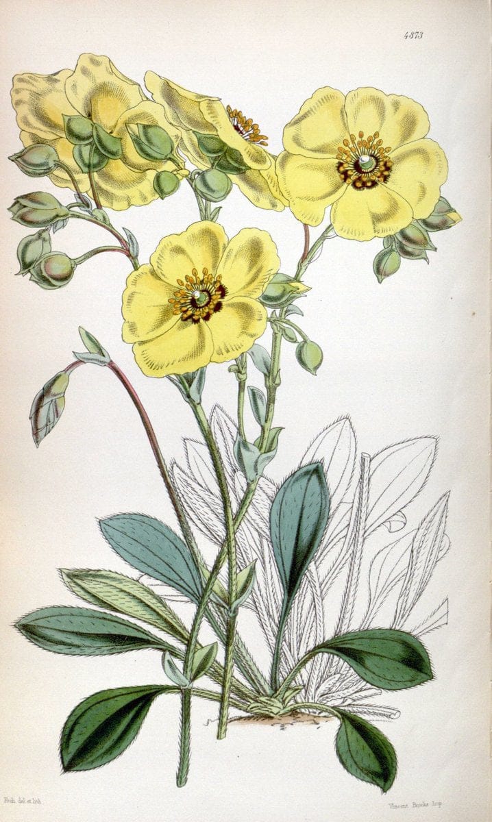 Curtis's botanical magazine. London ;New York [etc.] :Academic Press [etc.]. | Botany Periodicals "Pictorial works"  | Vintage Print Reproduction 457261