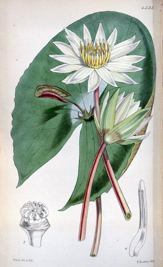 Curtis's botanical magazine. London ;New York [etc.] :Academic Press [etc.]. | Botany Periodicals "Pictorial works"  | Vintage Print Reproduction 457262