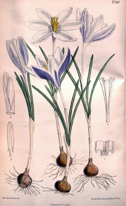 Curtis's botanical magazine. London ;New York [etc.] :Academic Press [etc.]. | Botany Periodicals "Pictorial works"  | Vintage Print Reproduction 457263
