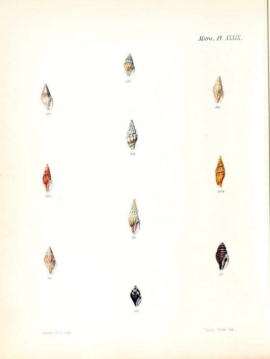 Conchologia iconica, or, Illustrations of the shells of molluscous animals /.London :Reeve, Brothers,1843-1878.. |  | Vintage Print Reproduction 457264