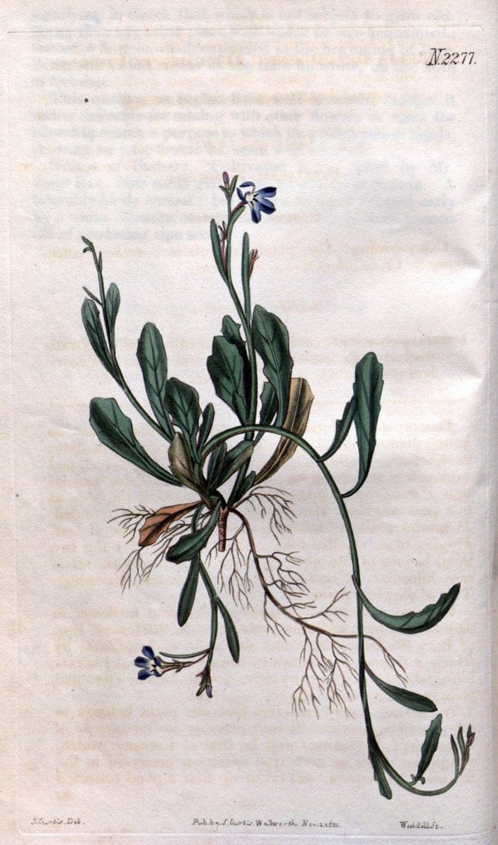 Curtis's botanical magazine. London ; New York [etc.] :Academic Press [etc.]. | "Botanical illustration" Botany Periodicals "Pictorial works" "Plants, Ornamental"  | Vintage Print Reproduction 457265