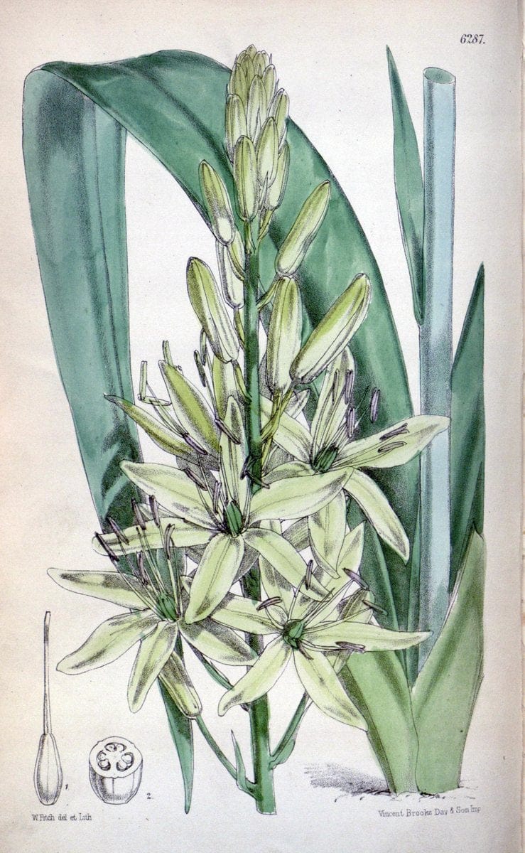 Curtis's botanical magazine. London ; New York [etc.] :Academic Press [etc.]. | "Botanical illustration" Botany Periodicals "Pictorial works" "Plants, Ornamental"  | Vintage Print Reproduction 457266