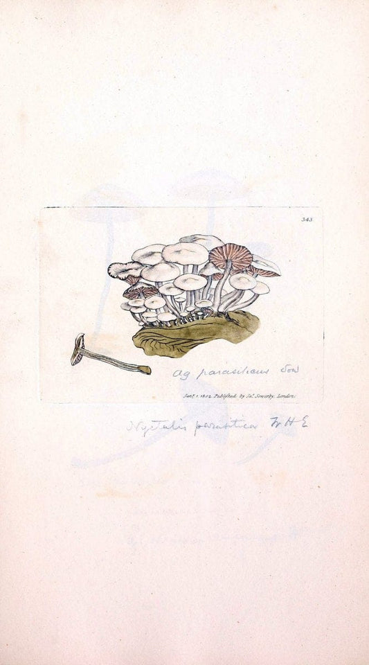 Coloured figures of English fungi or mushrooms. London,Printed by J. Davis,1797-[1809]. | England Mushrooms  | Vintage Print Reproduction 457267